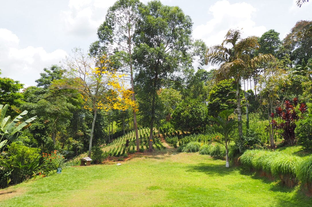 La Esperanza—Natural Anaerobic Mandela Retail Web Copper